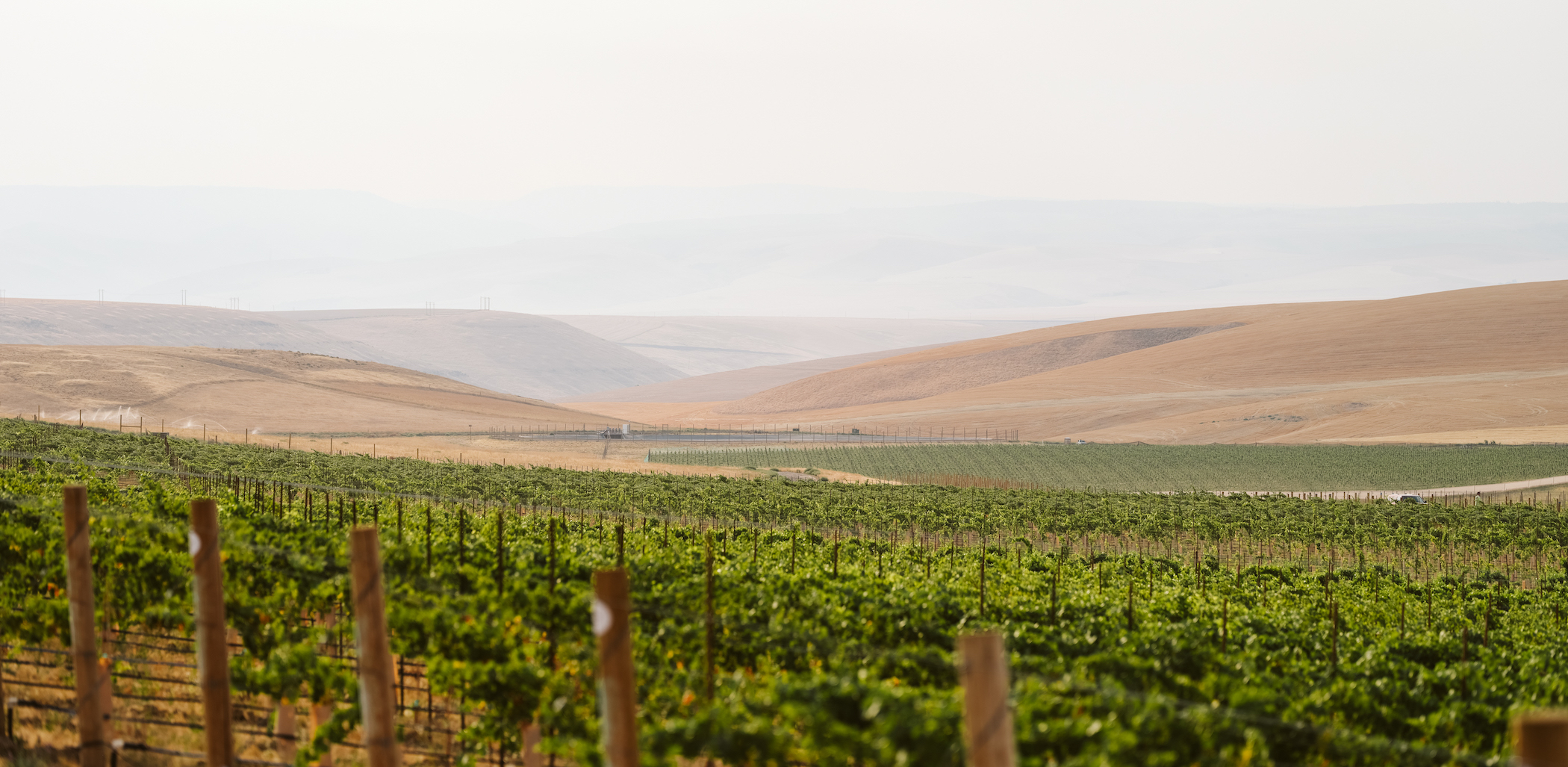 GrosgrainVineyards-8
